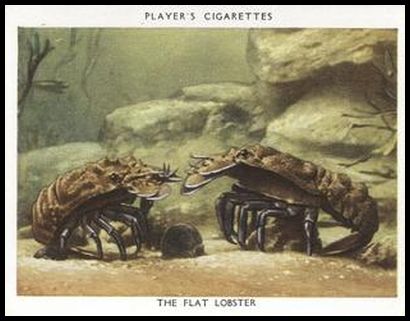 16 The Flat Lobster